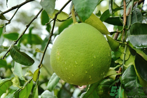 柚子沒熟能吃嗎？柚子沒熟怎么放熟？