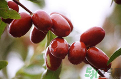 鮮棗是熱性還是涼性？鮮棗是寒性的嗎？