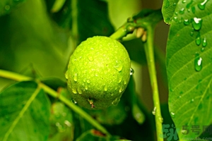 青棗會(huì)回奶嗎?吃青棗回奶的效果好嗎 青棗會(huì)回奶嗎?吃青棗回奶的效果好嗎