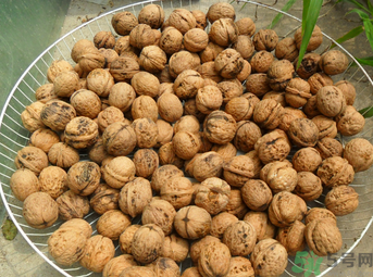 核桃長毛了還能吃嗎？核桃長毛了怎么辦？