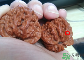 核桃長蟲了還能吃嗎？核桃長蟲子怎么處理？