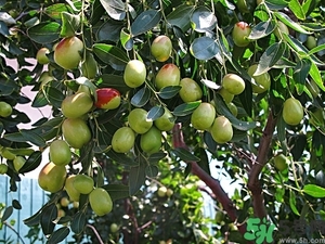 冬棗怎么洗才干凈？冬棗如何清洗？