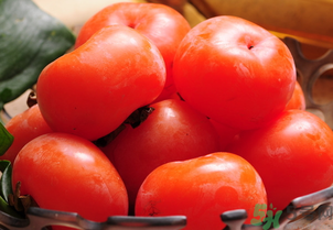 女人吃柿子有什么好處？女人吃柿子好嗎？