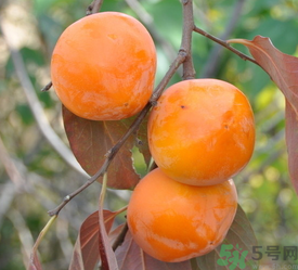 女人吃柿子有什么好處？女人吃柿子好嗎？