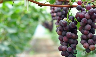 葡萄酒起白沫是怎么回事？葡萄酒起白沫怎么辦？