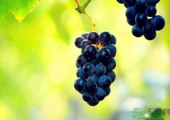 葡萄酒保質(zhì)期是多久？葡萄酒過期了能喝嗎？