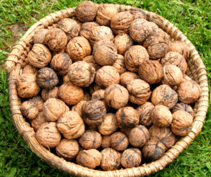 核桃受潮了怎么辦？核桃受潮了能吃嗎？