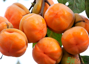 吃柿子會(huì)得結(jié)石嗎？吃柿子會(huì)結(jié)石嗎？