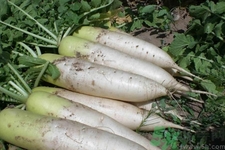 白蘿卜怎么保存？白蘿卜能放多久不壞？