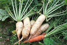 白蘿卜變藍能吃嗎？白蘿卜為什么會變色？