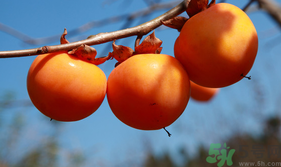 新鮮柿子怎樣去澀？硬柿子怎樣去澀？