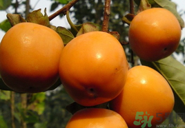 新鮮柿子怎樣去澀？硬柿子怎樣去澀？