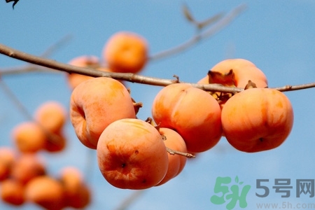 吃柿子喝酸奶會中毒嗎？吃柿子可以喝酸奶嗎？