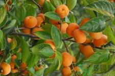 吃柿子喝酸奶會中毒嗎？吃柿子可以喝酸奶嗎？