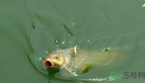 十月份怎么釣鯽魚？十月份怎么釣鯉魚？