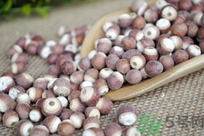 芡實是什么東西?芡實怎么吃最營養(yǎng) 芡實是什么東西?芡實怎么吃最營養(yǎng)