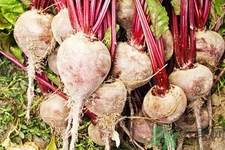 女性吃甜菜能排毒嗎？甜菜怎么吃最好？