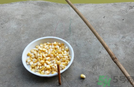 玉米粒怎么釣魚？怎么用玉米粒釣魚？