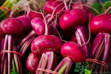 甜菜是甜的嗎？甜菜到底是不是甜的？