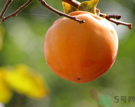 黃柿子和紅柿子有什么區(qū)別？紅柿子和黃柿子哪個好？