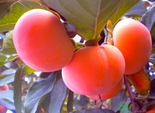 黃柿子和紅柿子有什么區(qū)別？紅柿子和黃柿子哪個好？