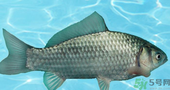 釣的魚在家怎么養(yǎng)活？釣的魚怎么保持不死？