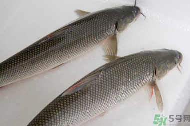 釣的魚在家怎么養(yǎng)活？釣的魚怎么保持不死？