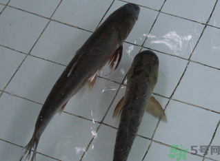 釣的魚在家怎么養(yǎng)活？釣的魚怎么保持不死？