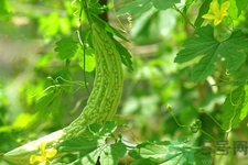 苦瓜多久吃一次最好？苦瓜一次吃多少合適？