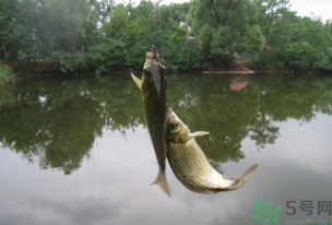 秋天釣魚什么風(fēng)向最好？秋天什么風(fēng)向好釣魚？