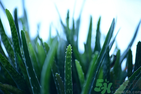 橄欖油可以加蘆薈嗎?橄欖油加蘆薈的作用 橄欖油可以加蘆薈嗎?橄欖油加蘆薈的作用