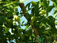 橄欖油可以加蘆薈嗎?橄欖油加蘆薈的作用 橄欖油可以加蘆薈嗎?橄欖油加蘆薈的作用