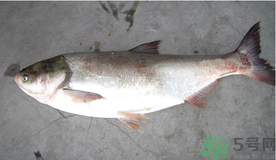 秋天釣鰱魚用什么餌料？秋天釣鰱魚用什么味餌？