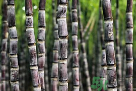 甘蔗發(fā)紅還能吃嗎？甘蔗中間發(fā)紅是怎么回事？