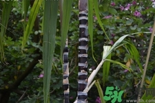 甘蔗一天吃多少最好？甘蔗能每天都吃嗎？