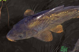 野生鯉魚怎么釣？野生鯉魚用什么釣最好？