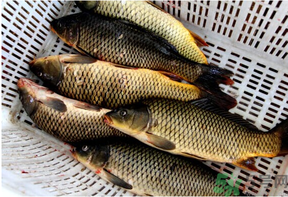 野生鯉魚怎么釣？野生鯉魚用什么釣最好？