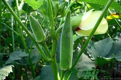 黃秋葵孕婦可以吃嗎?孕婦吃黃秋葵好嗎 黃秋葵孕婦可以吃嗎?孕婦吃黃秋葵好嗎