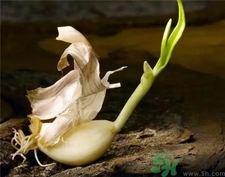 大蒜中間綠了能吃嗎?大蒜里面綠色能吃嗎? 大蒜中間綠了能吃嗎?大蒜里面綠色能吃嗎?