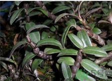 紫皮石斛的食用方法 紫皮石斛的功效與作用 紫皮石斛的食用方法 紫皮石斛的功效與作用