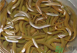 黃鱔可以放冰箱嗎？黃鱔能冷凍嗎？