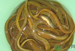 黃鱔可以放冰箱嗎？黃鱔能冷凍嗎？