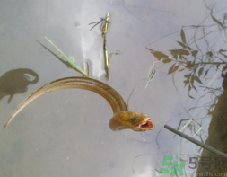 黃鱔可以放冰箱嗎？黃鱔能冷凍嗎？