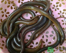 活黃鱔如何保存？活鱔魚怎么保存？