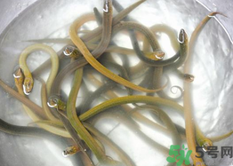 活黃鱔如何保存？活鱔魚怎么保存？