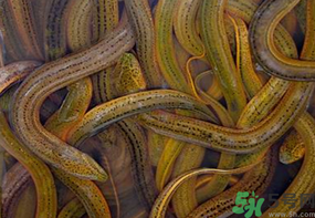 活黃鱔如何保存？活鱔魚怎么保存？