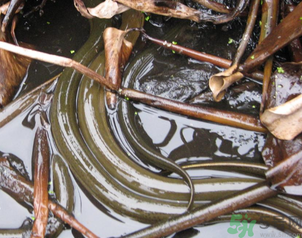 活黃鱔可以放冰箱嗎？活黃鱔能放冰箱嗎？