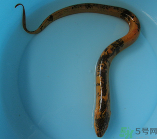 活黃鱔可以放冰箱嗎？活黃鱔能放冰箱嗎？