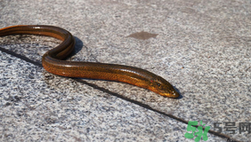 野生黃鱔多少錢一斤？野生黃鱔怎么辨別？