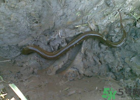 野生黃鱔多少錢一斤？野生黃鱔怎么辨別？